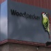 Woodpecker failliet